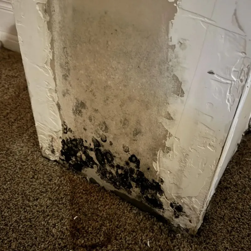 Professional Mold Removal in Blanchester, OH